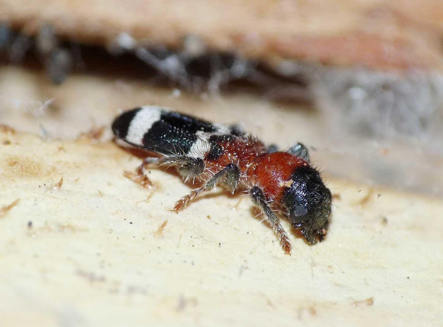 Thanasimus formicarius